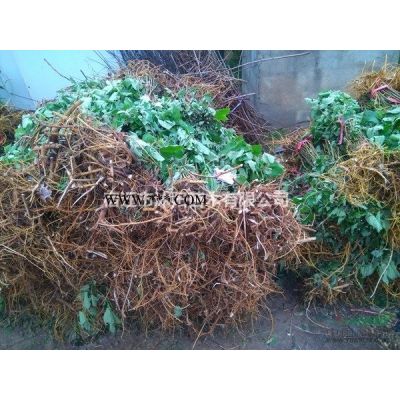 龍爪槐圖片-龍爪槐價(jià)格-綠化苗木苗圃基地直銷(xiāo)