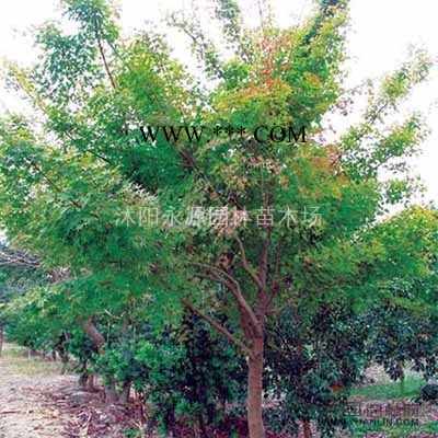 江蘇榔榆樹，榆樹*新報(bào)價(jià)