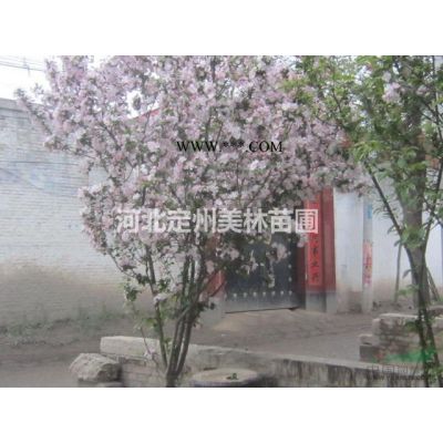 白皮松高度2.5米冠幅2米3000棵