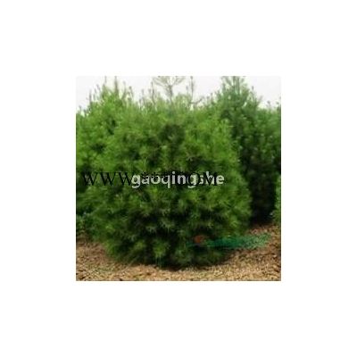 白皮松60-2米白皮松 容器帶白皮松 側(cè)柏 蜀儈