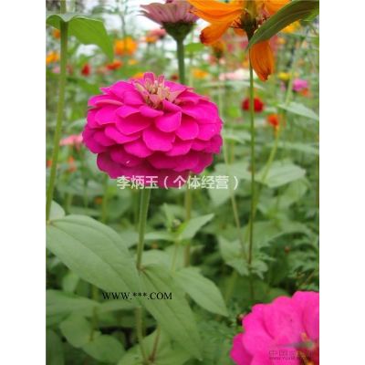 樸樹2018*新價(jià)格趨勢  買樸樹哪里好  樸樹價(jià)格及圖片介