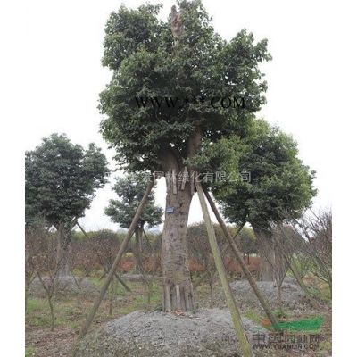 四川乾景園林供應15-30優質樸樹