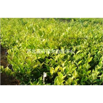 女貞、國槐、櫻花、紅葉小檗、合歡小苗