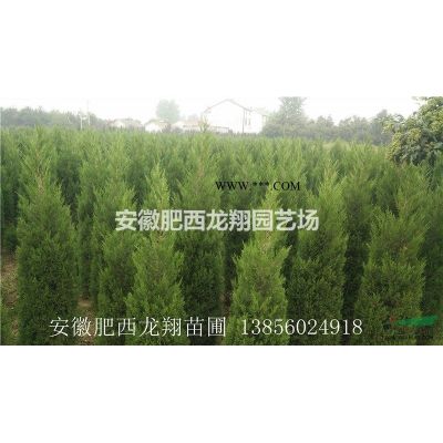 安徽肥西烏桕、紅葉烏桕、肥西烏桕價格、安徽烏桕基地