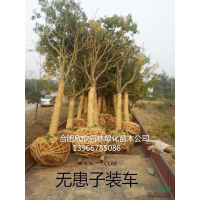 合肥合歡小苗報價米徑1公分2元、2公分5元、3公分10元、