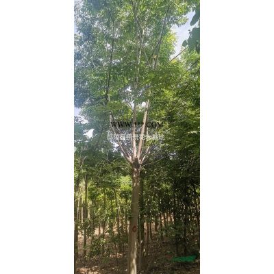 河南檜柏、國槐、欒樹、合歡、青桐、白臘、大葉女貞、垂柳、垂榆