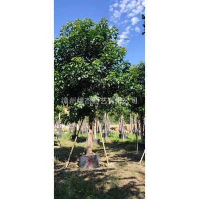 福建供應(yīng)銀葉金合歡規(guī)格*