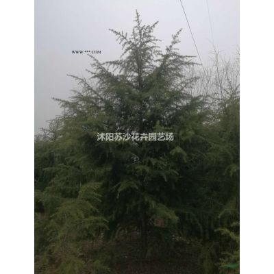 重陽木白菜價拋售