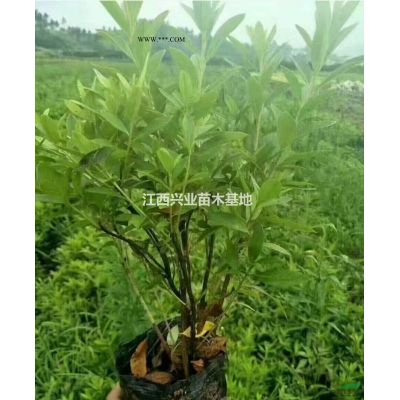 1公分80公分1米高山合歡小苗