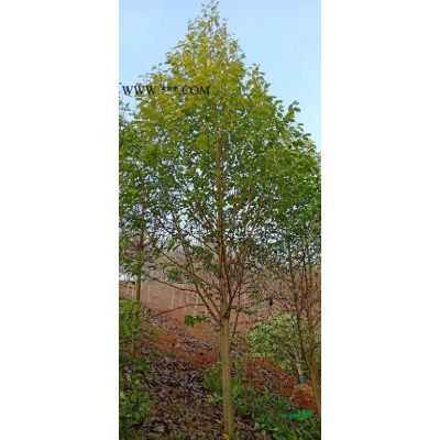 重陽木小苗，江西重陽木，九江重陽木小苗，批發(fā)，走量，便宜出售