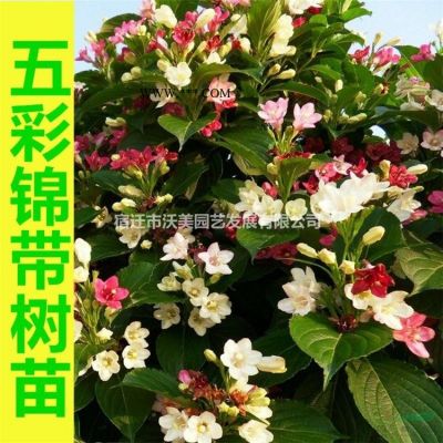 烏桕、烏桕苗、沭陽烏桕基地、烏桕樹價格