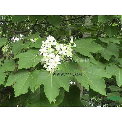 江西烏桕價格，江西烏桕的價格