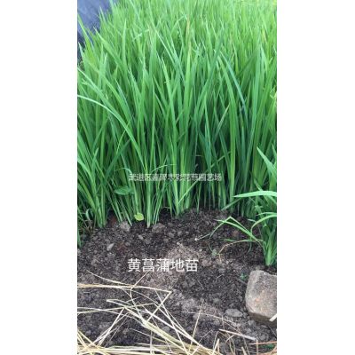 供應(yīng)大量金葉楓香果 如圖所示