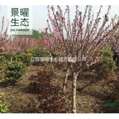 江蘇景曜生態(tài)苗木基地/低價(jià)供應(yīng)白蠟/白臘/絨毛白蠟/速生白臘