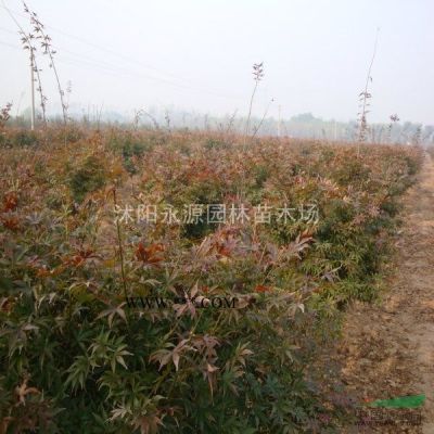 江蘇5-8-10-12-15CM公分白蠟