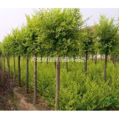 白蠟樹價格--河北白蠟行情