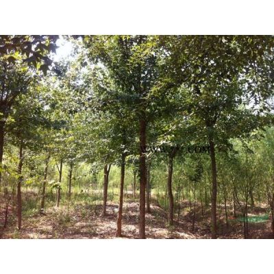 造型金葉榆高2-3米叢生白蠟4-8條 北京大苗圃基地