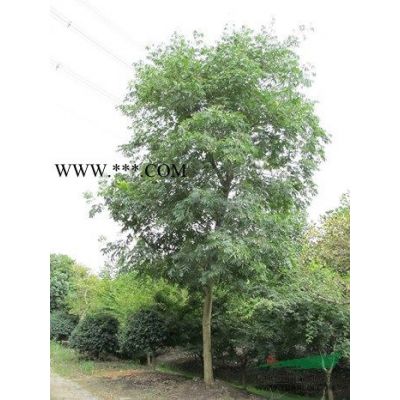 楓香樹價格，楓香樹價格批發行情