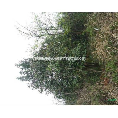 安徽肥西供紫葉李、榔榆、桂花、烏桕、高桿女貞、三角楓、枇杷