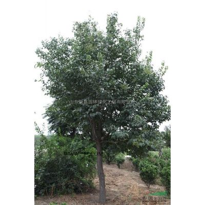 山東昌邑供應造型對接白蠟