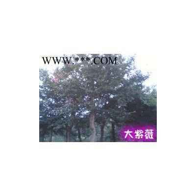 大量供應榔榆苗2公分13956078398