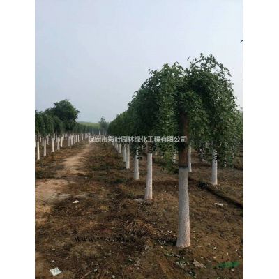 龍爪槐 8公分龍爪槐 龍爪槐價格 龍爪槐圖片 龍爪槐接穗