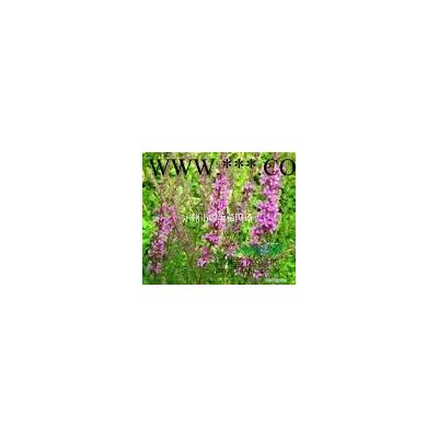 河北定州供應(yīng)3-8公分的龍爪槐3000棵