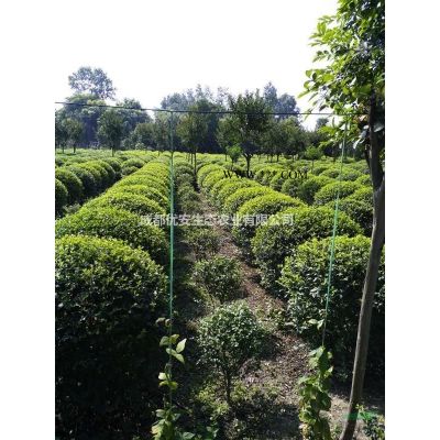 成都樸樹低價格便宜好樹農(nóng)戶直銷20公分25公分35公分