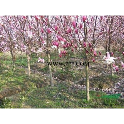 大樸樹價格10公分20公分樸樹價格