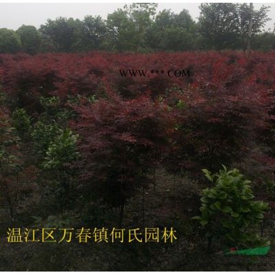 成都地區供應精品櫻花