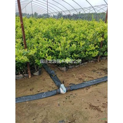 江蘇供應叢生烏桕 叢生烏桕價格 農戶低價供應叢生烏桕規格*