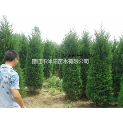 重陽(yáng)木價(jià)格_重陽(yáng)木圖片_重陽(yáng)木產(chǎn)地_重陽(yáng)木綠化苗木苗圃基地