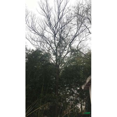 叢生烏桕3桿子65公分高9米，冠幅8米有需要的可以聯系我