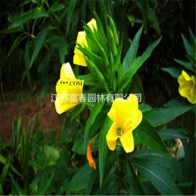 喬木-重陽木，重陽木苗，重陽木基地，沭陽重陽木，重陽木價格