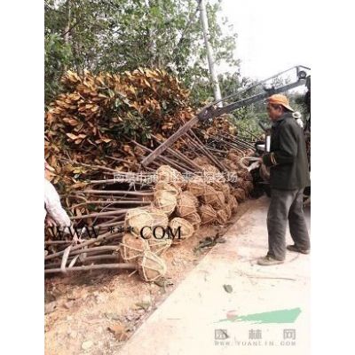 重陽木價格|重陽木基地|南京重陽木價格