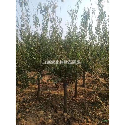 美觀與實用兼得——合歡，小苗的培養(yǎng)心得