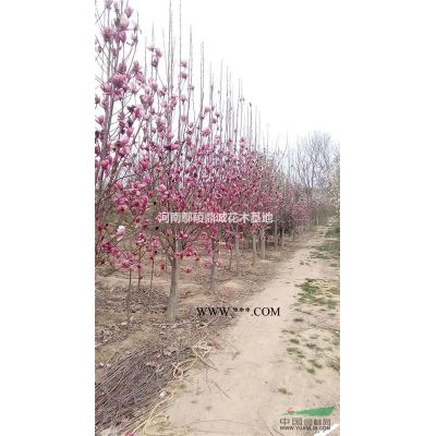 河南鄢陵供應12公分合歡樹苗