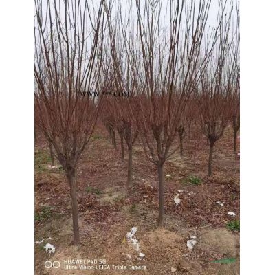 這是本基地的3米高叢生烏桕  江蘇3米高叢生烏桕 這是今天實