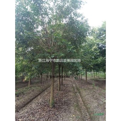 浙江烏桕農戶直銷 大小規格烏桕 嘉興烏桕價格 海寧烏桕基地