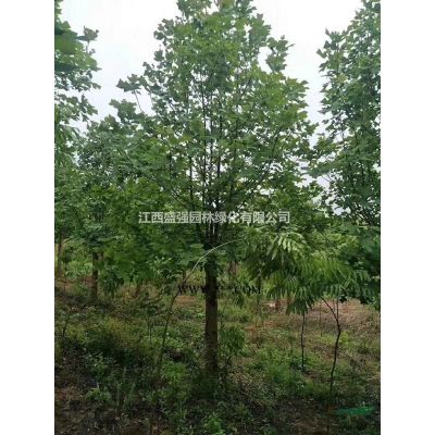 批發(fā)烏桕小苗盛強(qiáng)園林烏桕樹(shù)苗