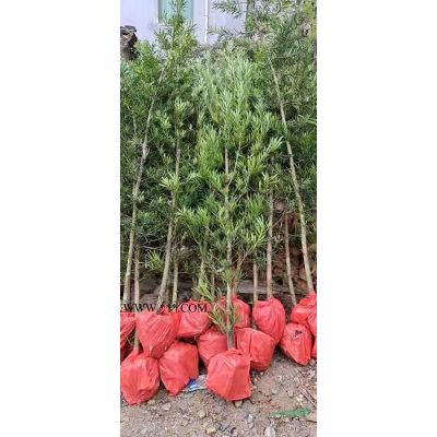 福建省漳州市大量供應(yīng)金葉銀合歡