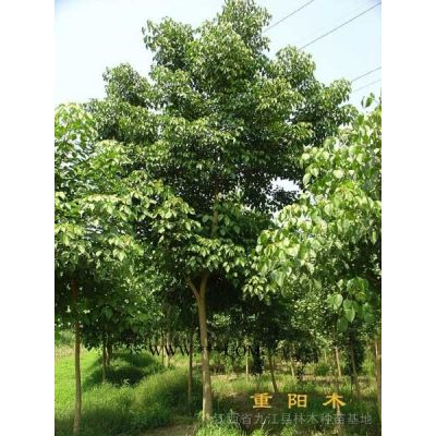 低價供應(yīng)米徑5一6公分合歡