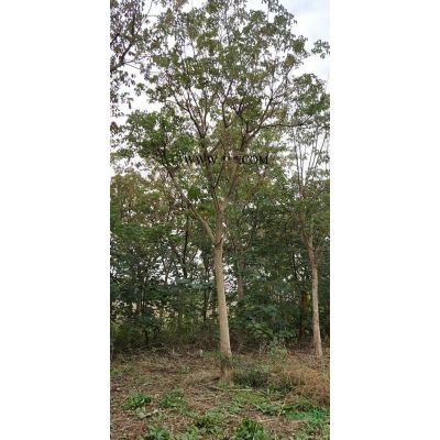 低價處理一批重陽木10-14公分