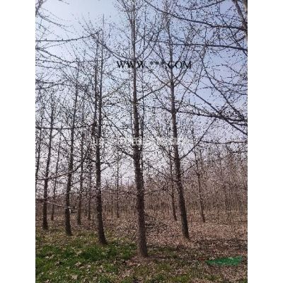 *朋友們合歡樹12-25公分買不出去，給價上車