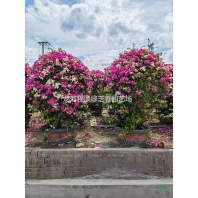 重陽木：單桿移植，造林成活率高，具有一定的抗寒能力