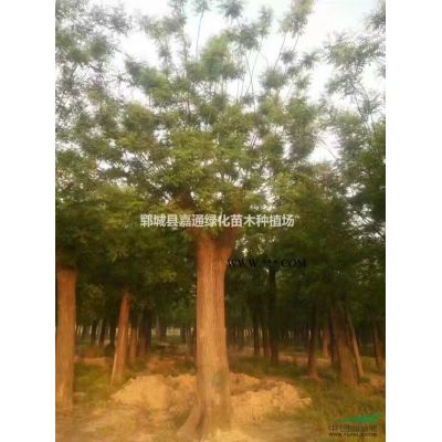 胸徑10公分合歡價格，12公分合歡照片詳情說明