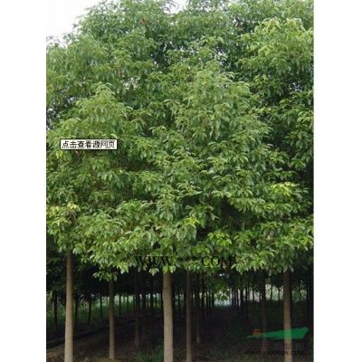 安徽烏桕價格 安徽烏桕供應(yīng) 出售安徽安慶烏桕價格