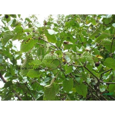 合歡小苗，江西合歡小苗，九江合歡小苗，江西合歡小苗價格