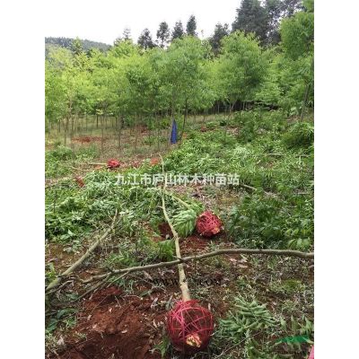 供應金合歡種子