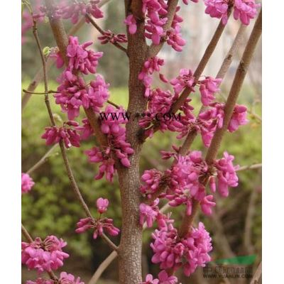 合歡樹價格/資料